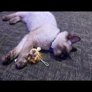 Meet your Posher, Cesar